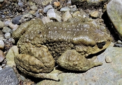 Himalayan Broad-Skulled Toad photo 4