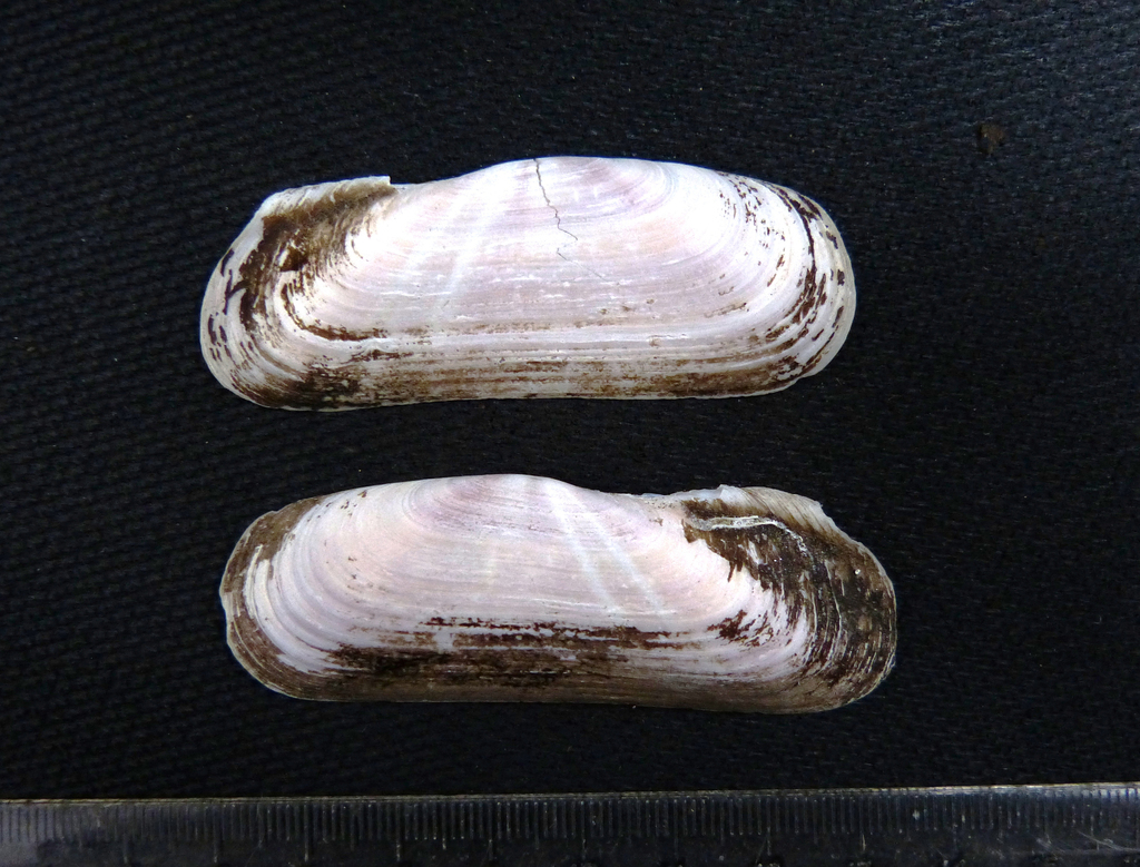 Duckbill Tagelus