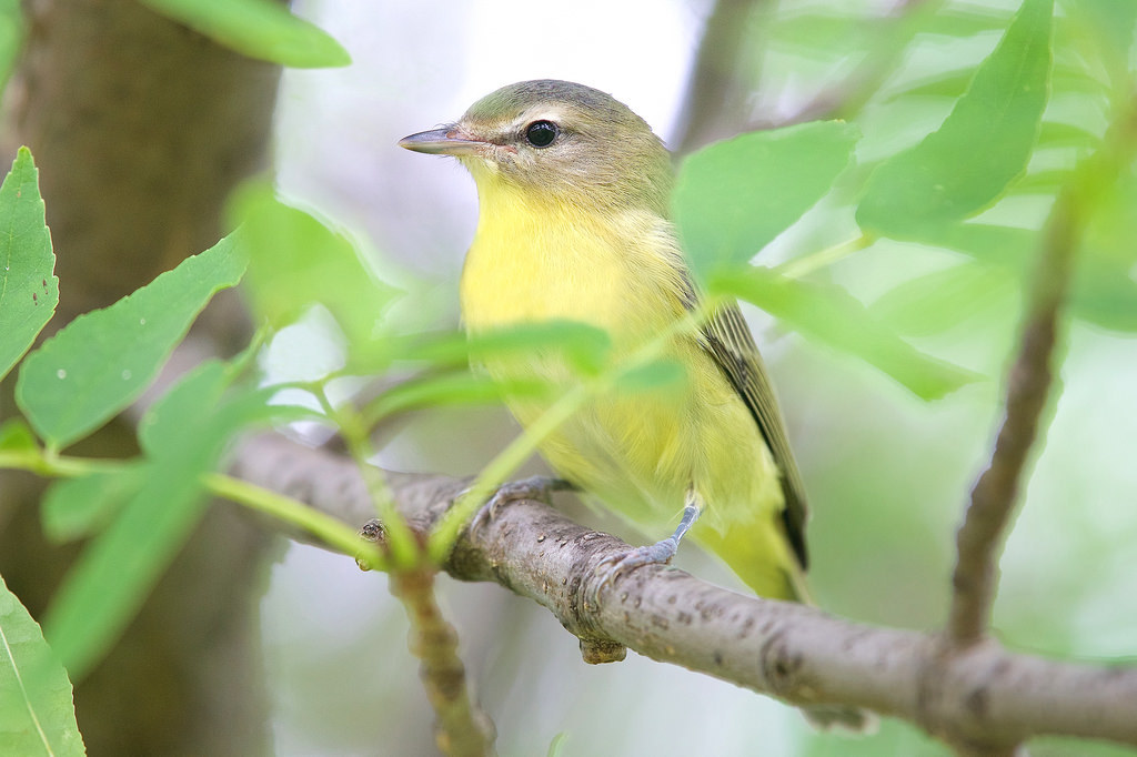 Philadelphia Vireo (Vireo philadelphicus)