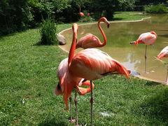 Phoenicopterus