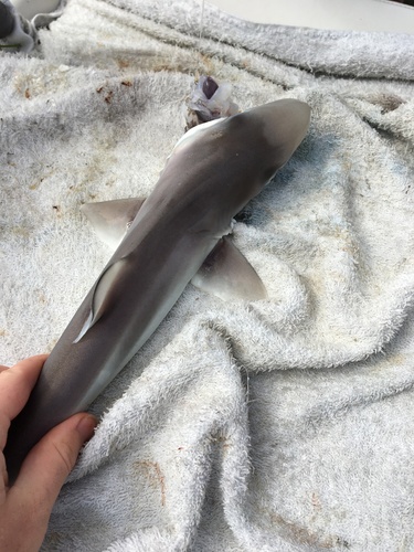 School Shark (Galeorhinus galeus), a species recorded in California