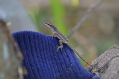 Anolis laeviventris