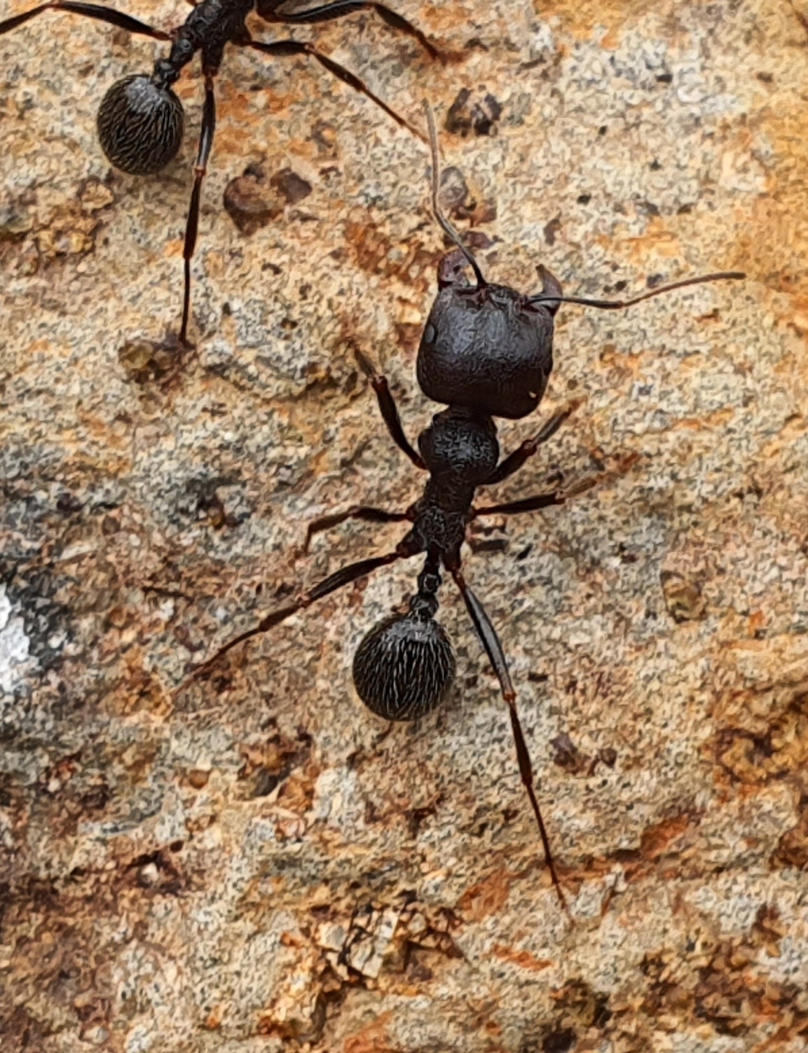 Messor arenarius arenarius