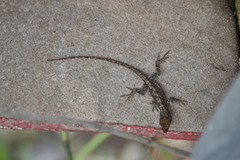 Anolis laeviventris
