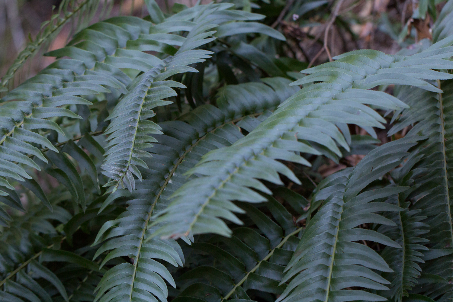 Polystichum imbricans ssp. curtum