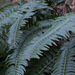 Cliff Sword Fern - Photo (c) avocat, some rights reserved (CC BY-NC), uploaded by avocat