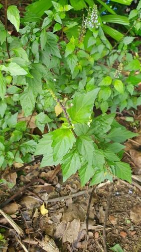 Orthosiphon aristatus