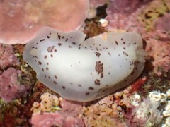 Dendrodoris nigromaculata