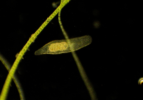 iNaturalist observation photo of Macrostomum