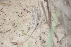 Holbrookia propinqua