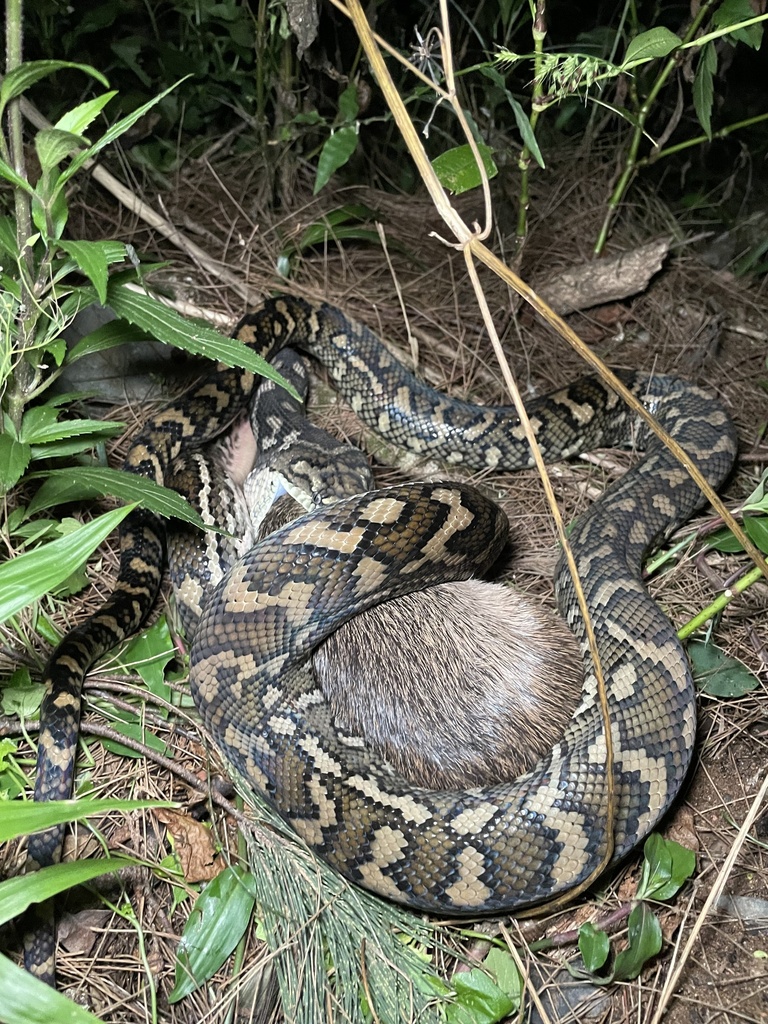 Coastal Carpet Python in March 2023 by alexericsonlee · iNaturalist