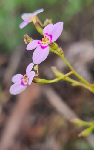 Image of Stylidium laricifolium by no rights reserved