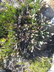 Protea laevis