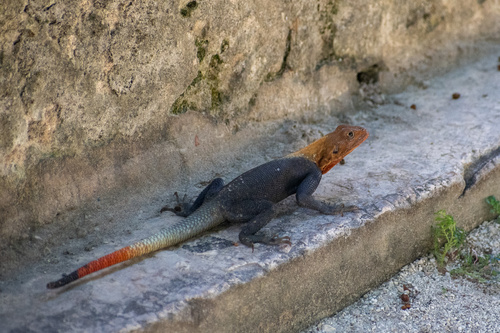 Peters's Rock Agama, Vizcaya Museum & Gardens, Miami, FL, US, photo 9 of 10