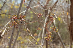 Ampelocissus acapulcensis