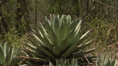 Agave macroacantha