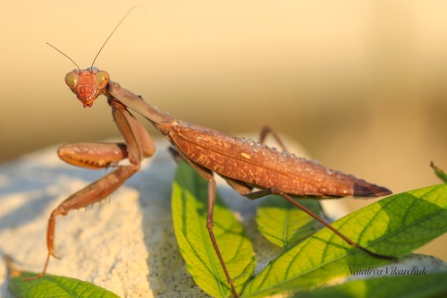 Transcaucasian Giant Mantis