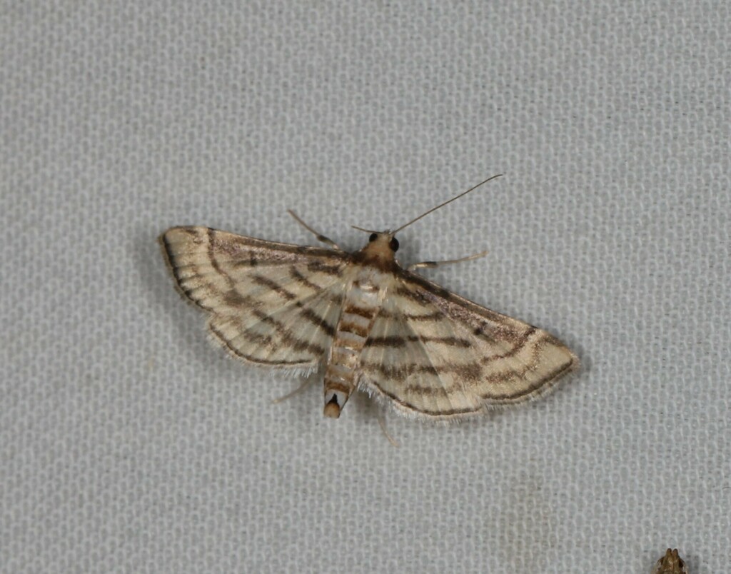 Cnaphalocrocis loxodesma