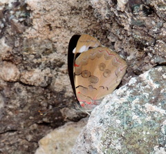 Diaethria bacchis