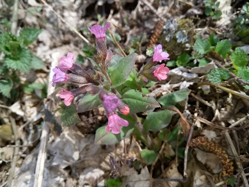 pľúcnik tmavý (Pulmonaria obscura)