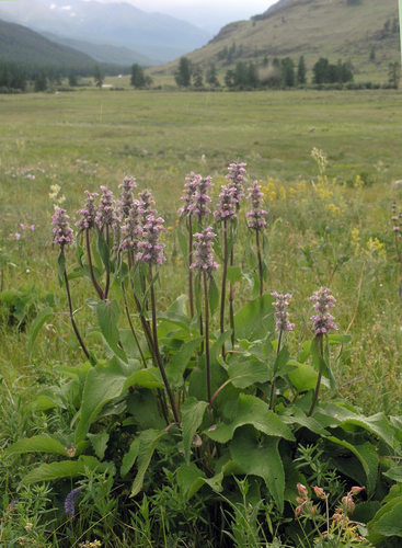 Phlomoides alpina