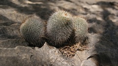 Mammillaria dixanthocentron