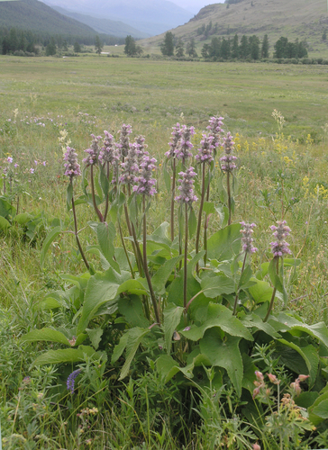 Phlomoides alpina, photograph 2