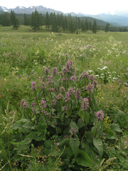 (c) Oleg Kosterin, some rights reserved (CC BY) Phlomoides alpina, photograph (c) Oleg Kosterin, some rights reserved (CC BY)
