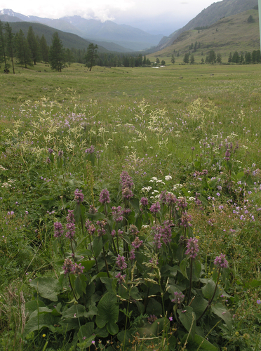 Phlomoides alpina, photograph 4