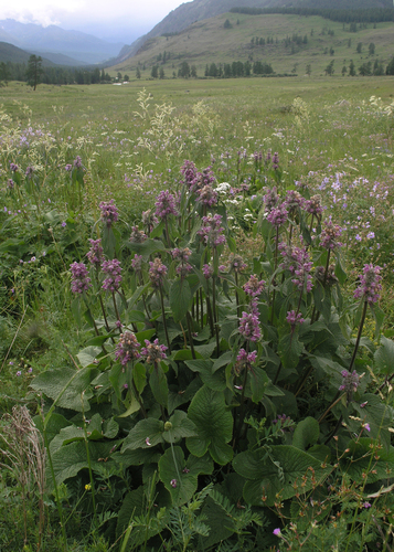 Phlomoides alpina, photograph 5