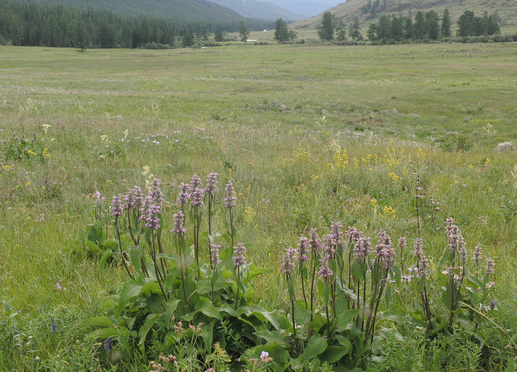 Phlomoides alpina; photograph (c) Oleg Kosterin, some rights reserved (CC BY)