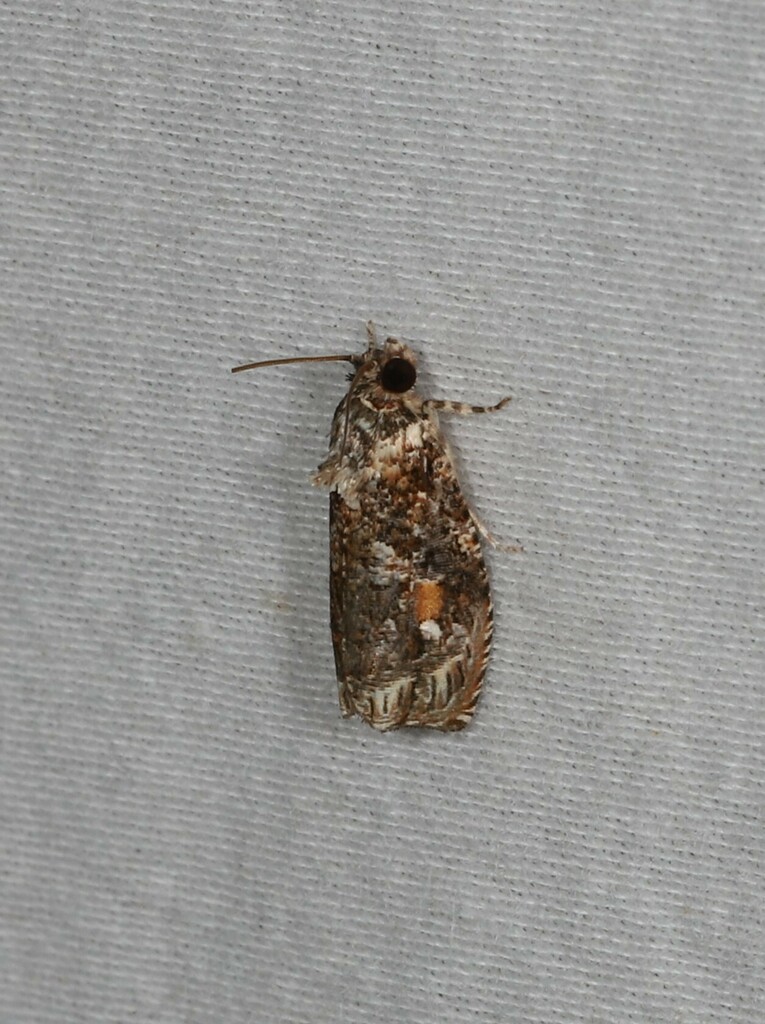 Sycacantha exedra