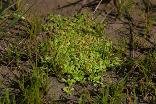 Winged water-starwort (Callitriche marginata)