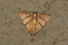 Eulepidotis juncida
