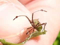 Chariesterus antennator