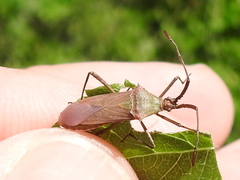 Chariesterus antennator