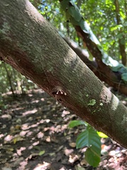 Theobroma cacao image