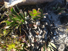 Protea laevis