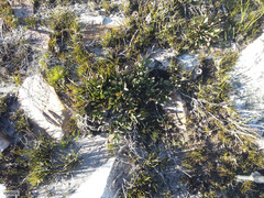 Protea laevis