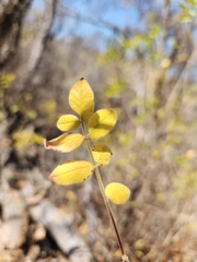 Tapiriri (Tapirira)