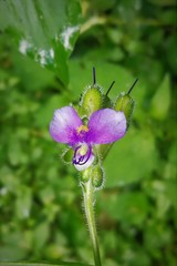 Tinantia erecta