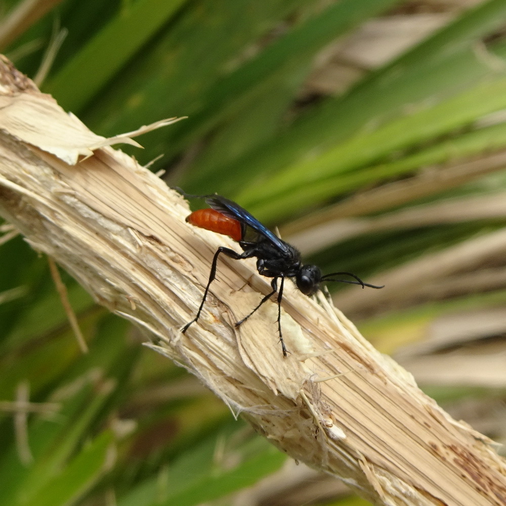 Prionyx pumilio
