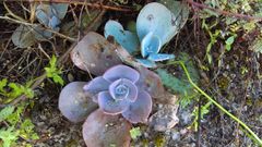 Gibbiflorae