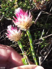 Edmondia