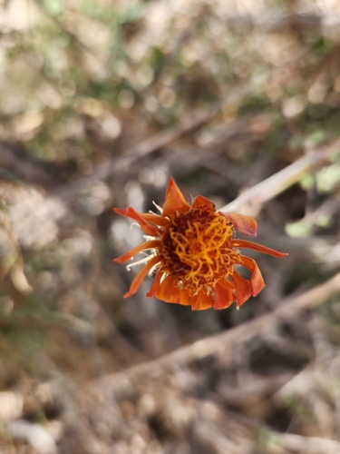 Image of Adenophyllum speciosum by no rights reserved