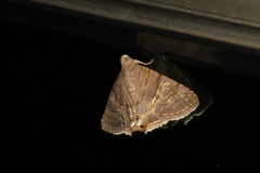 Eulepidotis carcistola