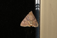 Eulepidotis carcistola