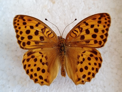 perlovec východný (Argynnis laodice)
