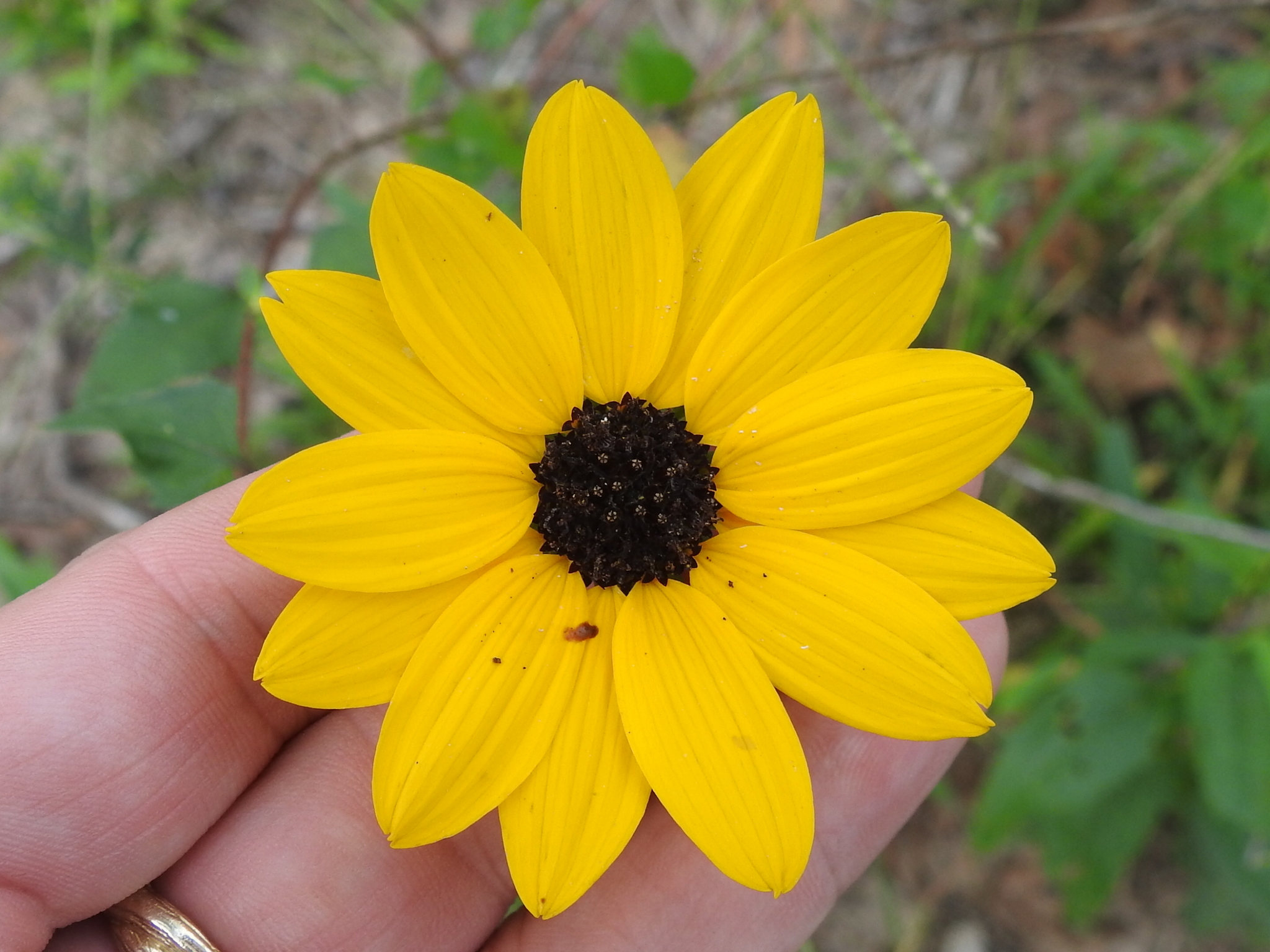 Helianthus debilis ssp. silvestris