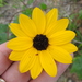 Sandhill Sunflower - Photo (c) Sam Kieschnick, some rights reserved (CC BY), uploaded by Sam Kieschnick